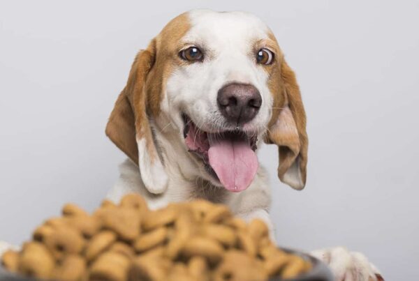 Best Dog Food Brands in South Africa, VetsBrands