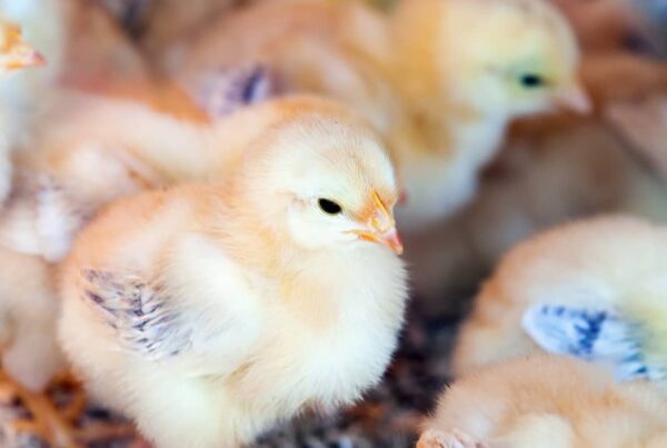 Poultry Farming in South Africa